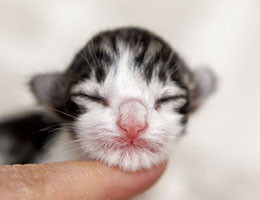 Wildfee's Norwegische Waldkatzen Wildfee's Barathea - einen Tag alt