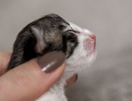 Wildfee's Norwegische Waldkatzen Wildfee's Barathea - einen Tag alt