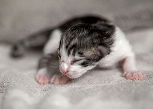 Wildfee's Norwegische Waldkatzen Wildfee's Balerion - einen Tag alt