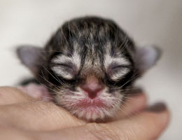 Wildfee's Norwegische Waldkatzen Wildfee's Brienne - einen Tag alt