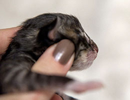 Wildfee's Norwegische Waldkatzen Wildfee's Brienne - einen Tag alt