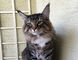 Wildfee's Norwegische Waldkatzen Wildfee's Balerion - 10 Monate alt