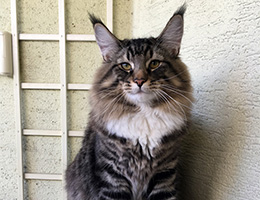 Wildfee's Norwegische Waldkatzen Wildfee's Balerion - 10 Monate alt