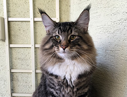 Wildfee's Norwegische Waldkatzen Wildfee's Balerion - 10 Monate alt