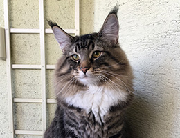 Wildfee's Norwegische Waldkatzen Wildfee's Balerion - 10 Monate alt