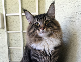 Wildfee's Norwegische Waldkatzen Wildfee's Balerion - 10 Monate alt