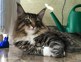 Wildfee's Norwegische Waldkatzen Wildfee's Balerion - 10 Monate alt