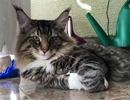 Wildfee's Norwegische Waldkatzen Wildfee's Balerion - 10 Monate alt