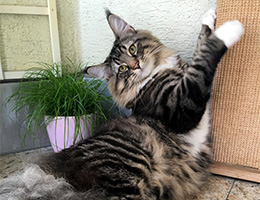 Wildfee's Norwegische Waldkatzen Wildfee's Balerion - 10 Monate alt