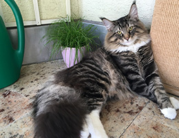 Wildfee's Norwegische Waldkatzen Wildfee's Balerion - 10 Monate alt