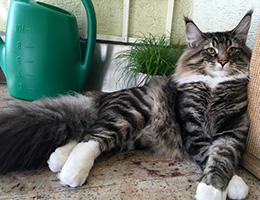 Wildfee's Norwegische Waldkatzen Wildfee's Balerion - 10 Monate alt