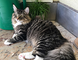 Wildfee's Norwegische Waldkatzen Wildfee's Balerion - 10 Monate alt