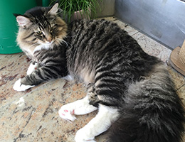 Wildfee's Norwegische Waldkatzen Wildfee's Balerion - 10 Monate alt