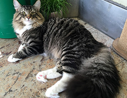 Wildfee's Norwegische Waldkatzen Wildfee's Balerion - 10 Monate alt