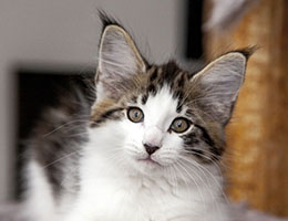 Wildfee's Norwegische Waldkatzen Wildfee's Baba-Jaga - 10 Wochen alt