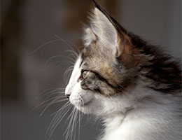 Wildfee's Norwegische Waldkatzen Wildfee's Baba-Jaga - 10 Wochen alt