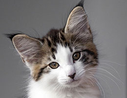 Wildfee's Norwegische Waldkatzen Wildfee's Baba-Jaga - 10 Wochen alt