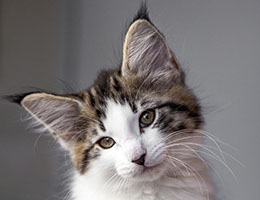 Wildfee's Norwegische Waldkatzen Wildfee's Baba-Jaga - 10 Wochen alt