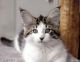 Wildfee's Norwegische Waldkatzen Wildfee's Baba-Jaga - 10 Wochen alt