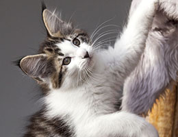 Wildfee's Norwegische Waldkatzen Wildfee's Baba-Jaga - 10 Wochen alt