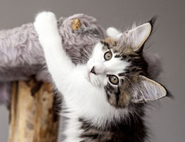 Wildfee's Norwegische Waldkatzen Wildfee's Baba-Jaga - 10 Wochen alt