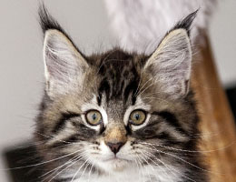 Wildfee's Norwegische Waldkatzen Wildfee's Balerion - 10 Wochen alt