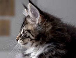 Wildfee's Norwegische Waldkatzen Wildfee's Balerion - 10 Wochen alt