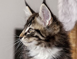 Wildfee's Norwegische Waldkatzen Wildfee's Balerion - 10 Wochen alt