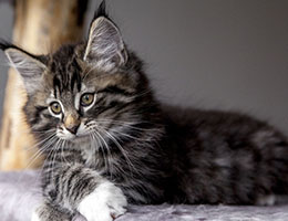 Wildfee's Norwegische Waldkatzen Wildfee's Balerion - 10 Wochen alt