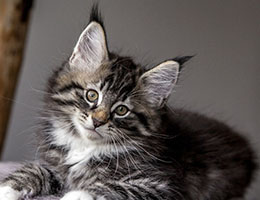 Wildfee's Norwegische Waldkatzen Wildfee's Balerion - 10 Wochen alt