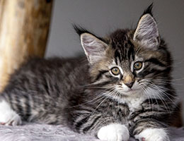 Wildfee's Norwegische Waldkatzen Wildfee's Balerion - 10 Wochen alt