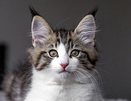 Wildfee's Norwegische Waldkatzen Wildfee's Barathea - 10 Wochen alt