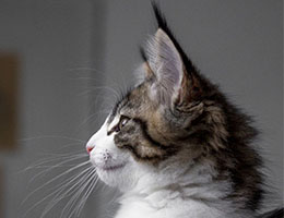 Wildfee's Norwegische Waldkatzen Wildfee's Barathea - 10 Wochen alt