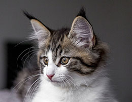 Wildfee's Norwegische Waldkatzen Wildfee's Barathea - 10 Wochen alt