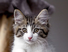 Wildfee's Norwegische Waldkatzen Wildfee's Barathea - 10 Wochen alt