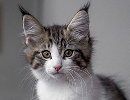 Wildfee's Norwegische Waldkatzen Wildfee's Barathea - 10 Wochen alt