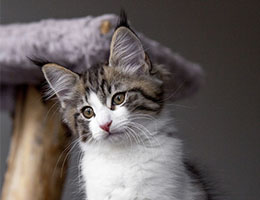 Wildfee's Norwegische Waldkatzen Wildfee's Barathea - 10 Wochen alt