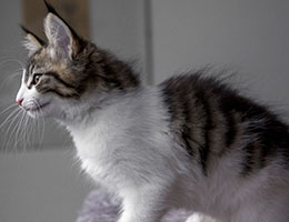 Wildfee's Norwegische Waldkatzen Wildfee's Barathea - 10 Wochen alt