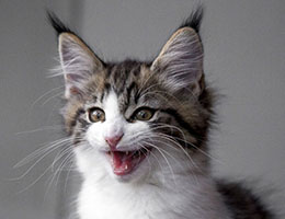 Wildfee's Norwegische Waldkatzen Wildfee's Barathea - 10 Wochen alt