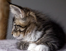 Wildfee's Norwegische Waldkatzen Wildfee's Brienne - 10 Wochen alt