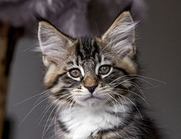 Wildfee's Norwegische Waldkatzen Wildfee's Brienne - 10 Wochen alt