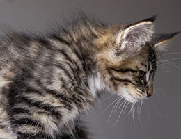 Wildfee's Norwegische Waldkatzen Wildfee's Brienne - 10 Wochen alt