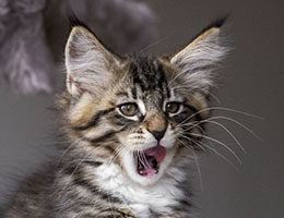 Wildfee's Norwegische Waldkatzen Wildfee's Brienne - 10 Wochen alt