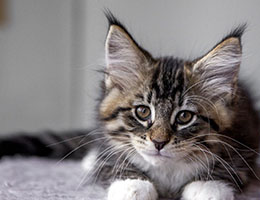 Wildfee's Norwegische Waldkatzen Wildfee's Brienne - 10 Wochen alt