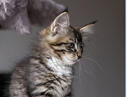 Wildfee's Norwegische Waldkatzen Wildfee's Brienne - 10 Wochen alt