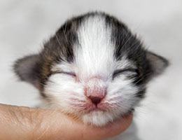 Wildfee's Norwegische Waldkatzen Wildfee's Baba-Jaga - eine Woche alt