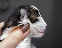 Wildfee's Norwegische Waldkatzen Wildfee's Baba-Jaga - eine Woche alt