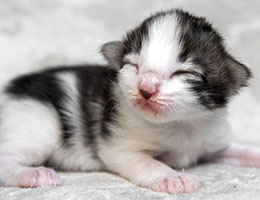 Wildfee's Norwegische Waldkatzen Wildfee's Baba-Jaga - eine Woche alt