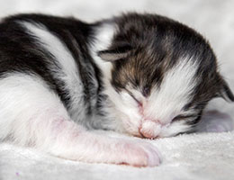 Wildfee's Norwegische Waldkatzen Wildfee's Baba-Jaga - eine Woche alt