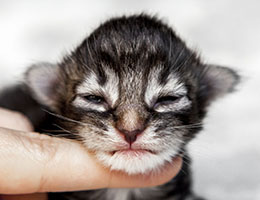 Wildfee's Norwegische Waldkatzen Wildfee's Balerion - eine Woche alt